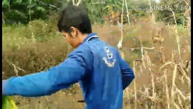 ล่า หา ไข่มดฮี่. смотреть онлайн