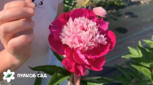 White cap peony. Уайт кэп пион. Пулков сад