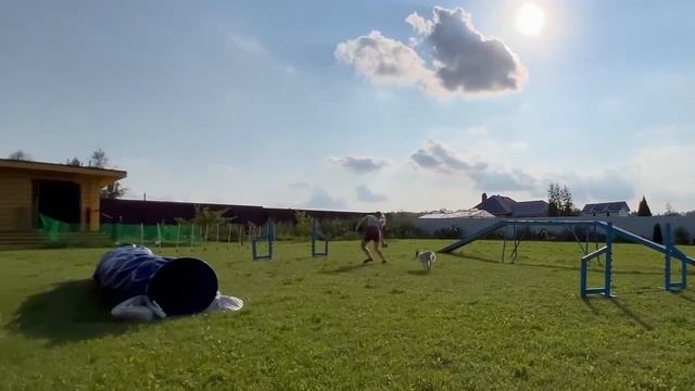 Обучение аджилити с 0 | Первые тренировки по аджилити| 2-6 месяцев| Agility | Puppy | Border collie смотреть онлайн