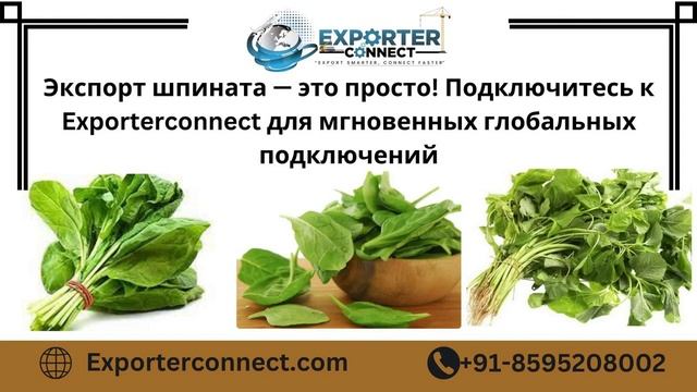 Экспортер шпината | Производитель шпината | Поставщик шпината | Крупнейший экспортер шпината в мире смотреть онлайн