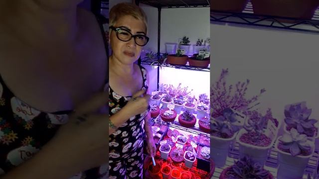 SUCCULENTS CARETIPS FOR BEGINNERS 🍃🌿☘🍀🌵🥰👍 смотреть онлайн