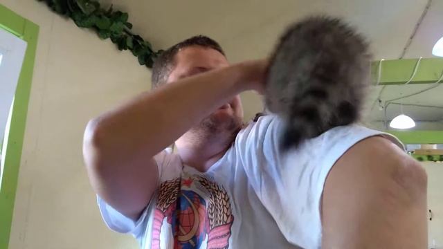 Крошка енот смотреть онлайн