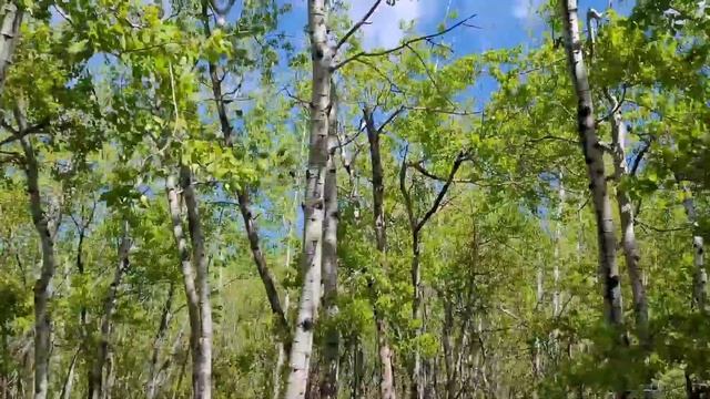 HUNTING MUSHROOM AT TERRA LOSA PARK | EDMONTON AB🇨🇦 | ZENith BEE смотреть онлайн