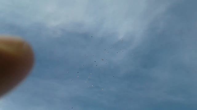Голуби Казахстан,Актау смотреть онлайн