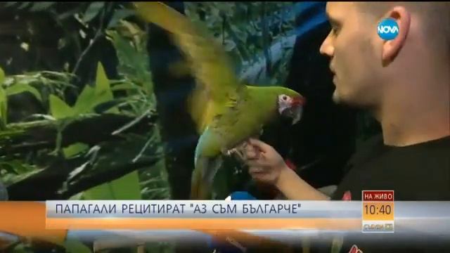 papagali смотреть онлайн
