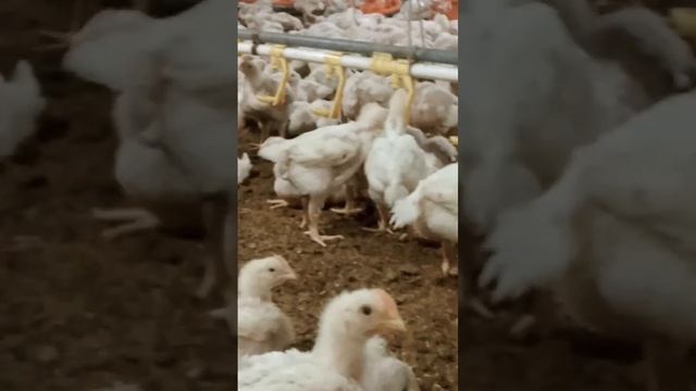The hen is now 22 days old and weighs 900g смотреть онлайн
