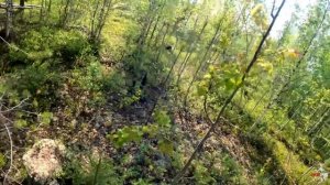 Охота на медведя с лайками.