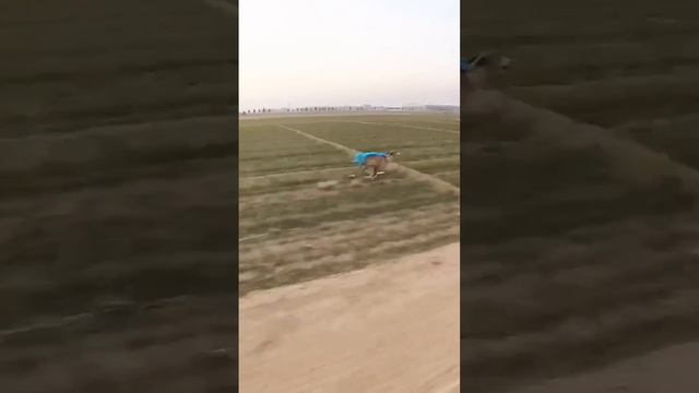 КАК БЕГАЕТ ГОНЧАЯ смотреть онлайн