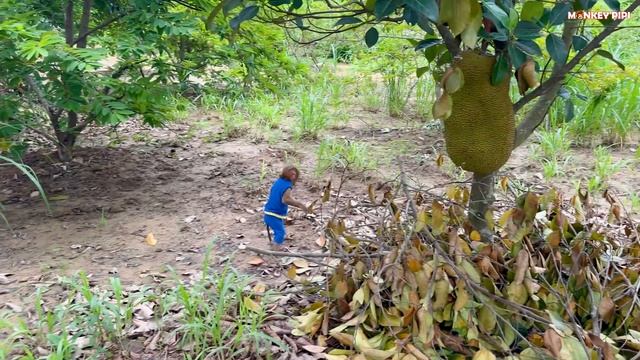 PiPi and TiTi's excited expressions while picking jackfruit смотреть онлайн