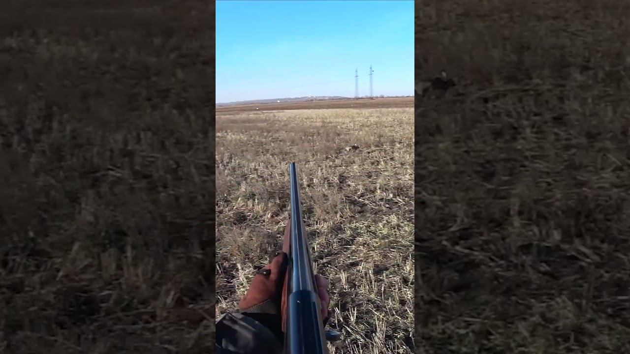 ОХОТА НА ЗАЙЦА !!! ЗАЙЦ ИЗ КУСТОВ смотреть онлайн