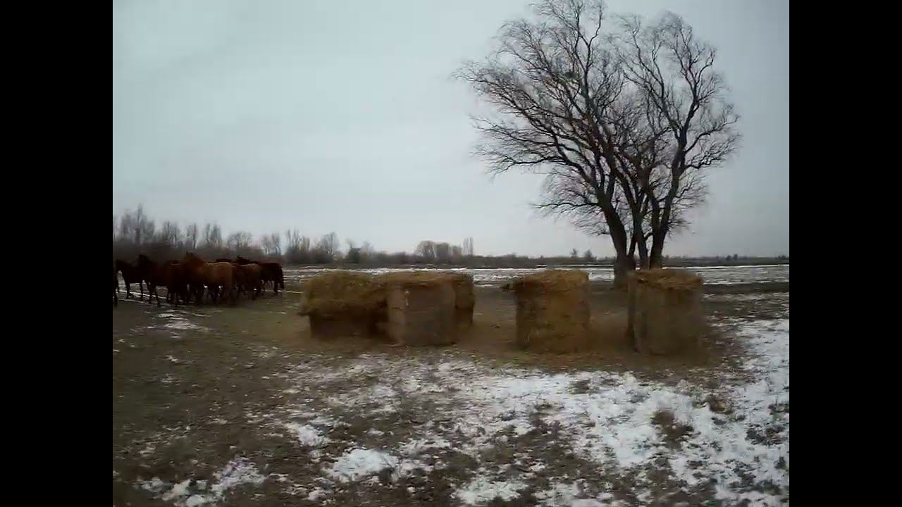 13.12.2023 ЧТО ДЕЛАТЬ? : ЛПХ В ОПАСНОСТИ смотреть онлайн