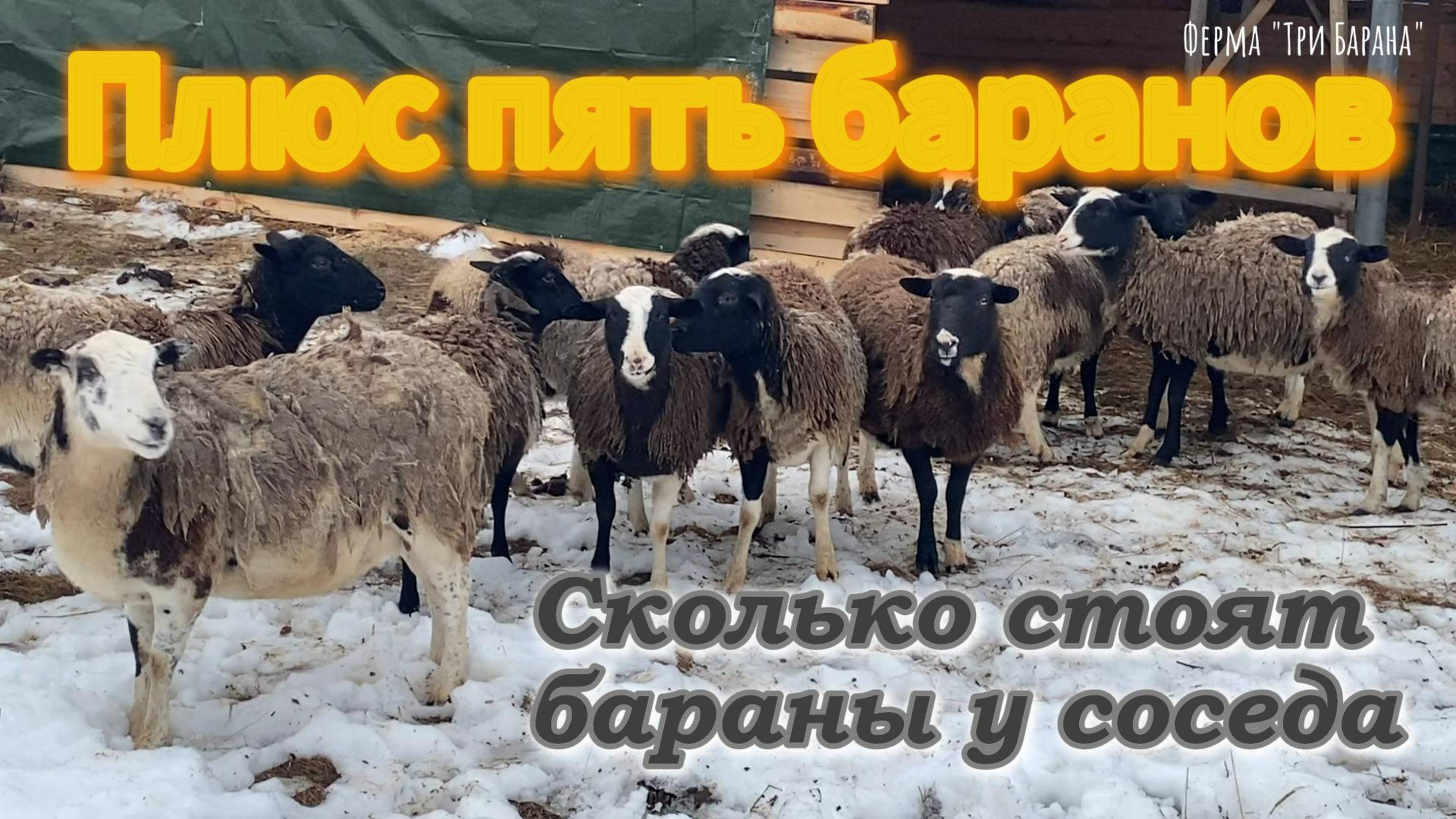 Новые бараны на ферме .Счастье фермера .Сколько стоят бараны у соседа . смотреть онлайн