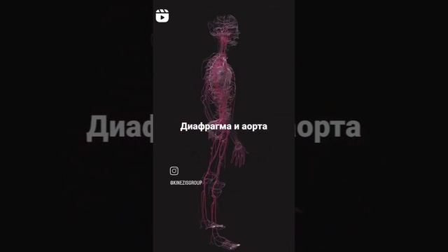 Диафрагма и аорта смотреть онлайн