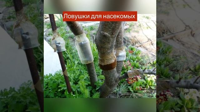 ОКТЯБРЬ РАБОТЫ В САДУ!Осенние работы в саду. смотреть онлайн