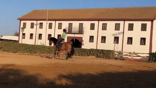 horse video смотреть онлайн