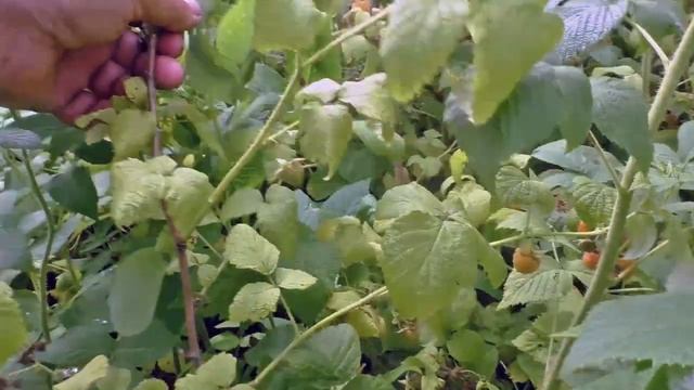 Пять великих озёр и малина кругом смотреть онлайн