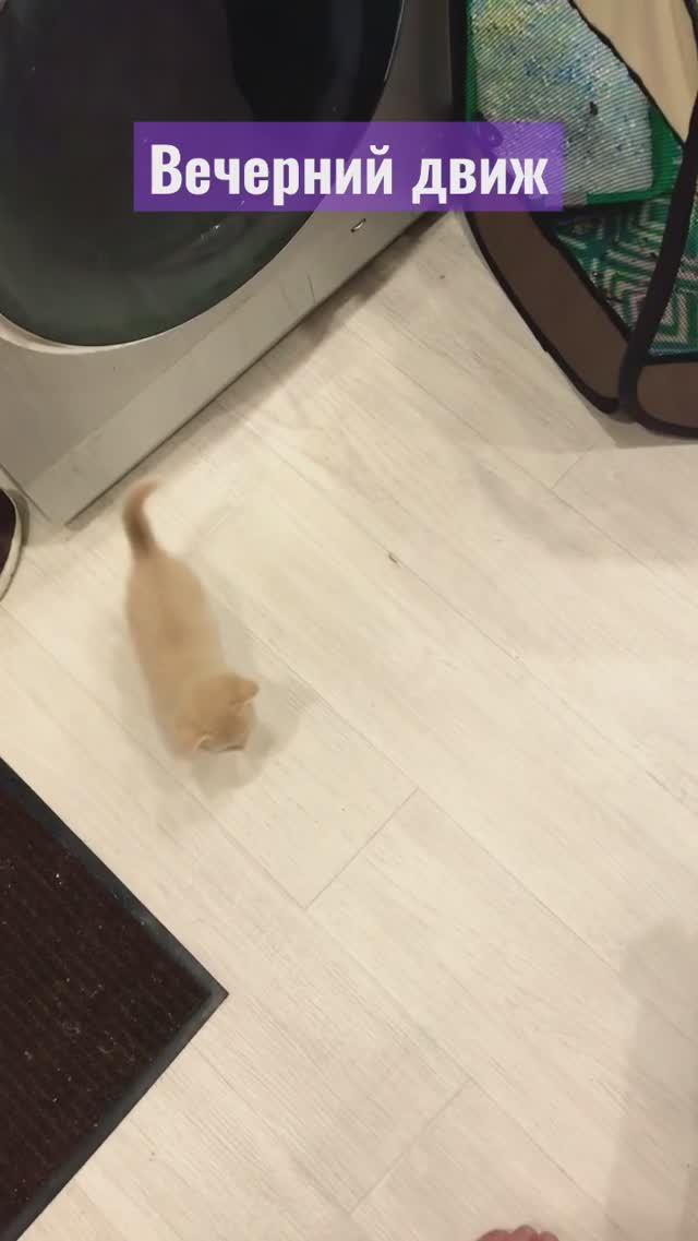 Британские котятки 30 апреля 2023 г. смотреть онлайн