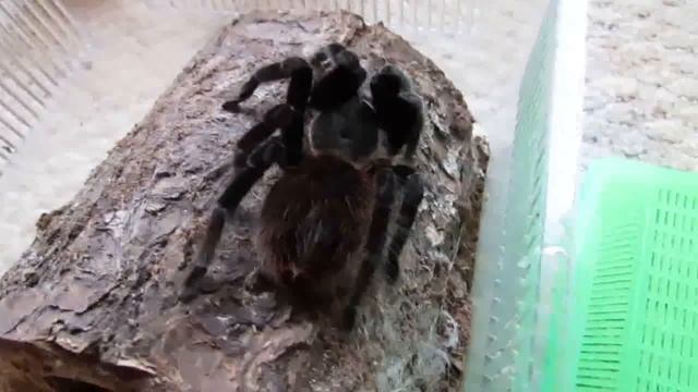 Sad Tarantula Death And Feeding Video! Part 1 смотреть онлайн