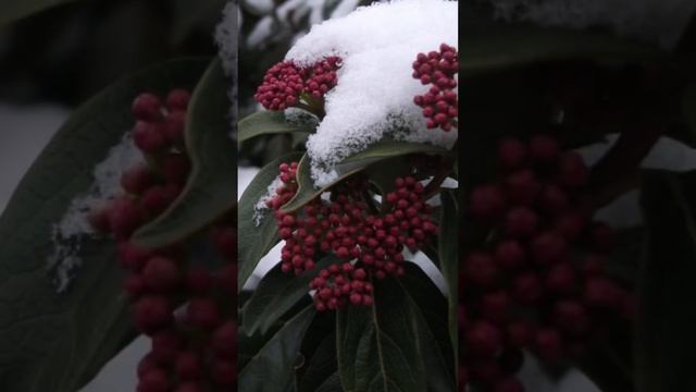 9 растений, которые украсят ваш сад зимой #садоводство #зимнийсад смотреть онлайн
