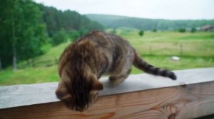 ГОТОВИМ СЮРПРИЗ ДЛЯ СОСЕДЕЙ | ЗАКРЫВАЕМ ФРОНТОНЫ И КАТАЕМ КОМПОТЫ | НОВЫЙ ИНСТРУМЕНТ ВЫРУЧАЕТ