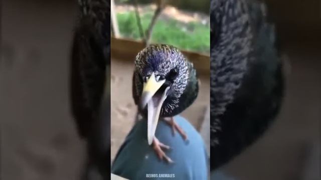 Құстар біздің досымыз. Құстардың әуені. смотреть онлайн