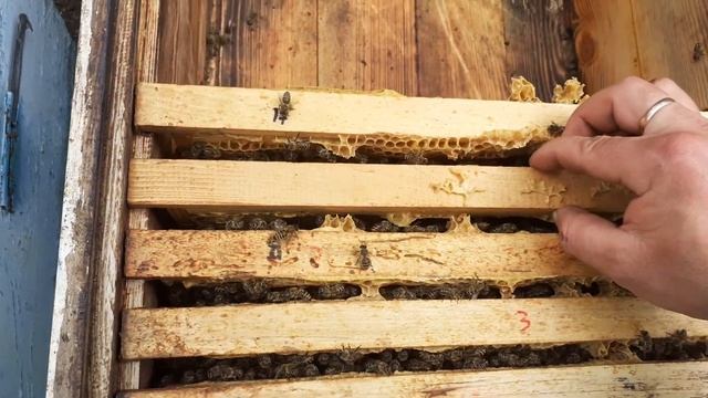 Пересаживаю пчелосемьи в новые улья (часть2) смотреть онлайн