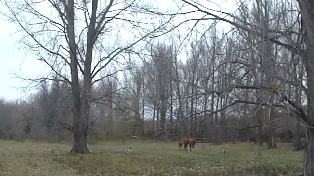 15.11.2023 ЧТО ДЕЛАТЬ? : ЛПХ В ОПАСНОСТИ смотреть онлайн