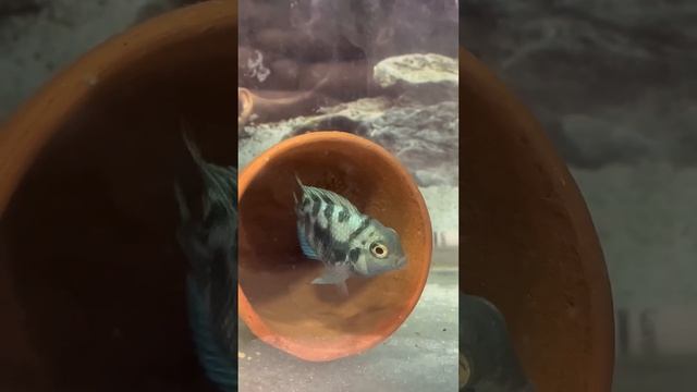 Polar parrot 🐟ne ande 🥚 dediye hai #polarparrot #aquarium #petsvlog #mollyfish #petfish #mollyfish смотреть онлайн