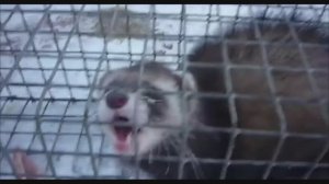 ....Факты которые вы не знали про ласку, куницу и хорька, как они воруют кур ...