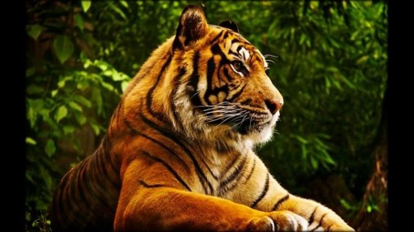 Уйгурская Песня Seni Seni Kundya Korsyam