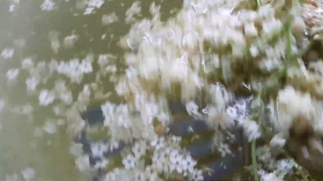 ЯК ПРИГОТУВАТИ КВАС ІЗ БУЗИНИ.( ШАМПАНСЬКЕ).Дуже смачний рецепт. смотреть онлайн