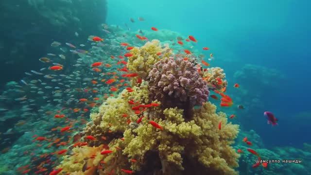 Коран сура Ар-Рахман --Мухаммад аль-Факих