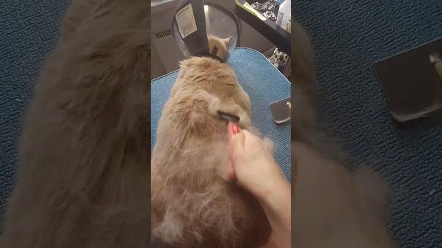 вычес агрессивного кота смотреть онлайн