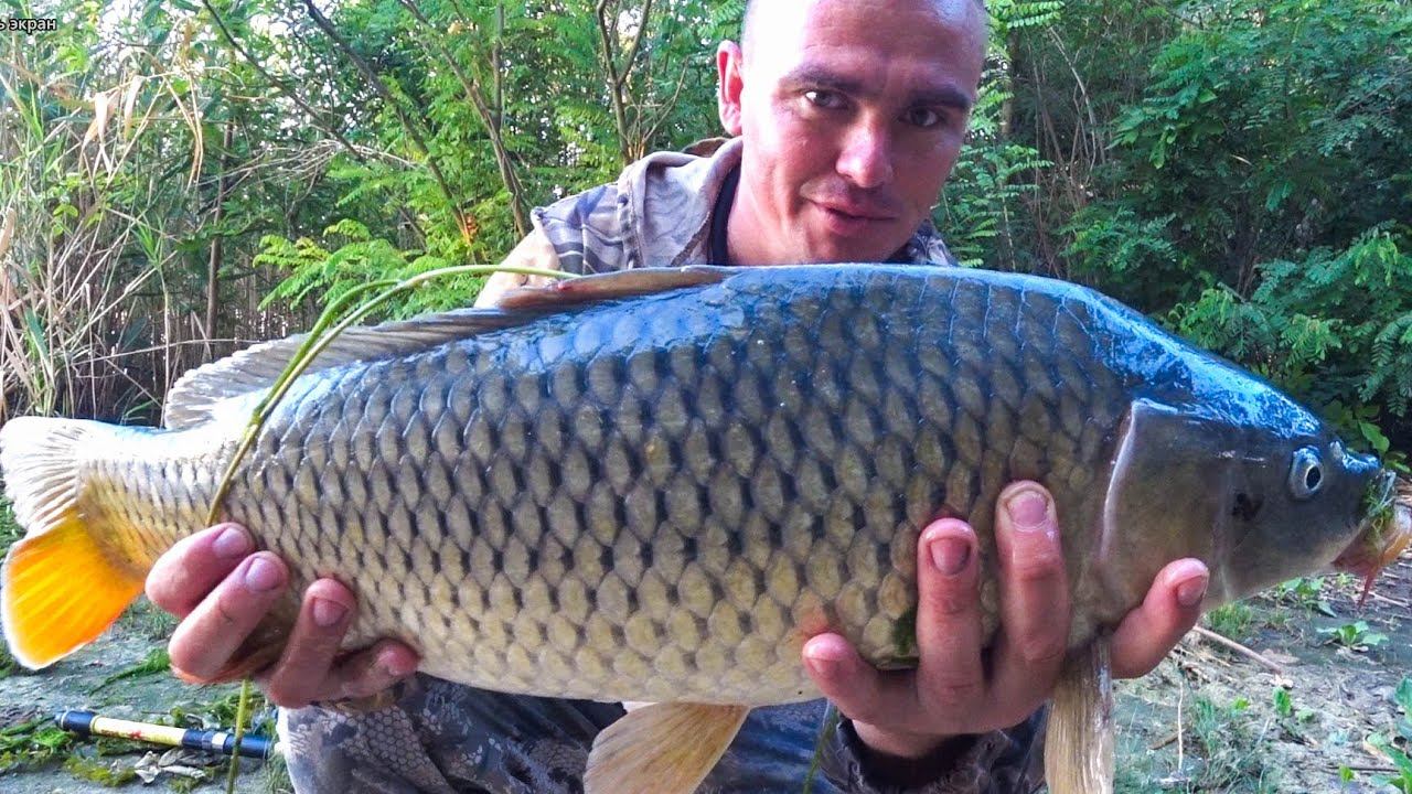 САЗАНЫ УНИЧТОЖАЮТ ФРИКЦИОН !!! смотреть онлайн