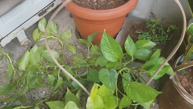 Ep 105: Neon pothos смотреть онлайн