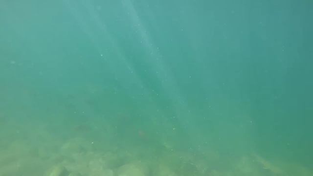 Kokanee Salmon and Bull Trout смотреть онлайн
