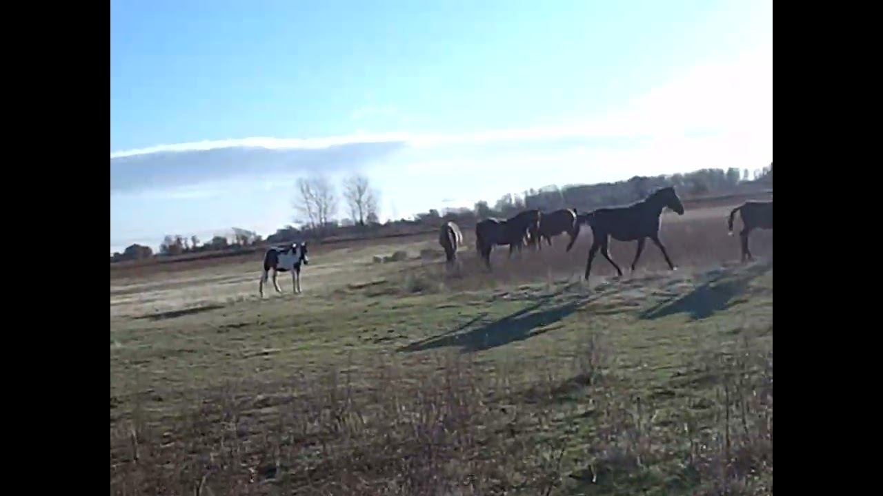 6.11.2024 ЧТО ДЕЛАТЬ? : ЛПХ В ОПАСНОСТИ смотреть онлайн