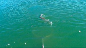 КАК ПРИКОРМИТЬ АМУРА !!! ДОН 2023 !!!