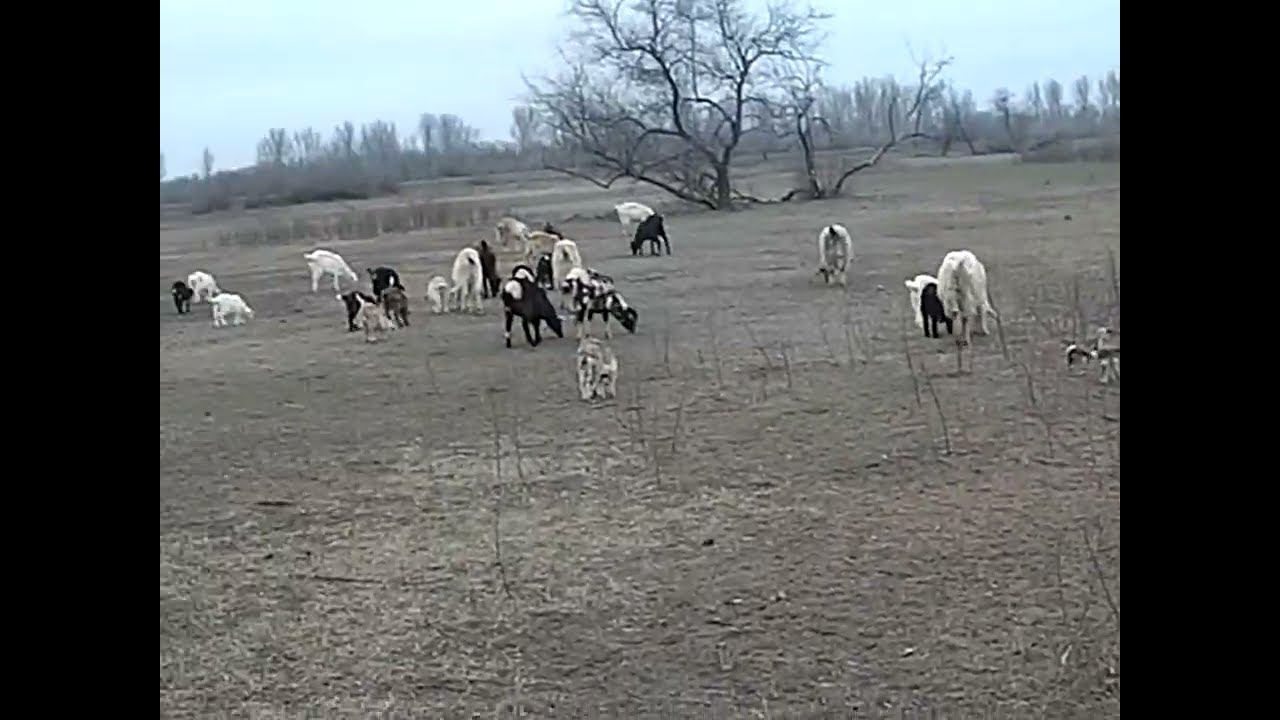 22.03.2024 Бесконтрольные перевозки скота смотреть онлайн