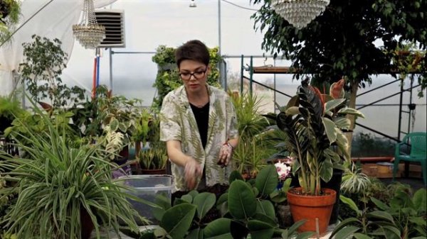 Фикус Каучуконосный. Пересадка. Кербовка.