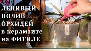 Ленивый Полив Орхидей Витаминками на фитиле в керамзите