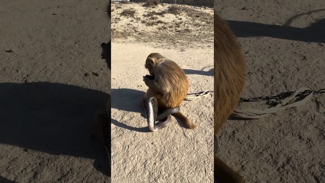 oh! big cobra naag and monkey short video #shorts #viral #10million смотреть онлайн