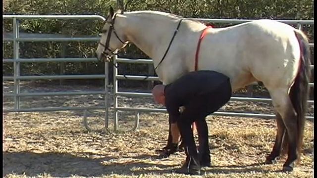 Horse Tricks - Bow смотреть онлайн