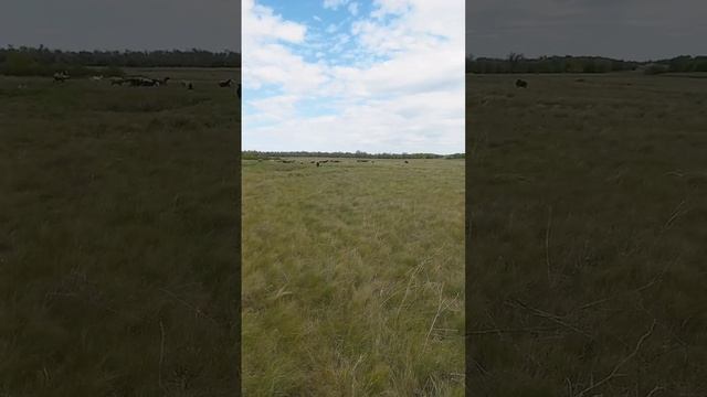 Сколько пасти овец по времени? #вашаферма #бараны #овцы #выпас #ягнята #ягненок #козы #козлята