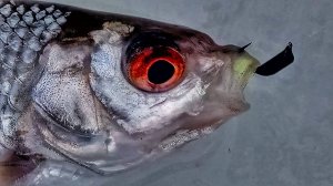 ЛОВЛЯ СОРОГИ НА БЕЗМОТЫЛКУ