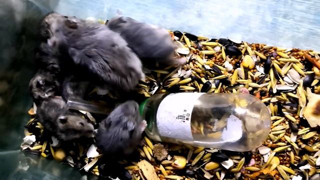 Сирийский хомяк джунгарский д(7) смотреть онлайн