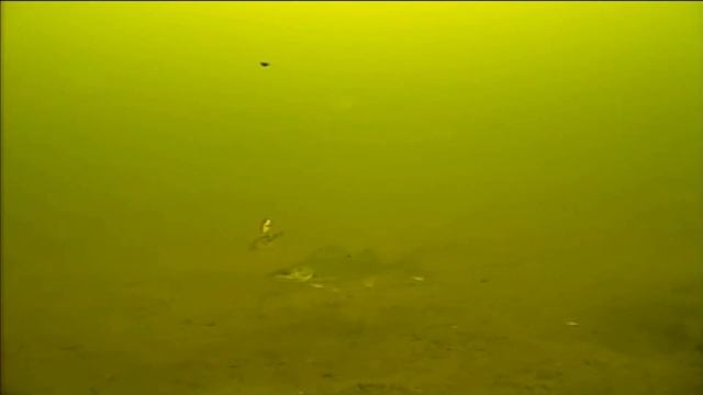 Рыбалка. Подводные поклевки судака. Fishing. Underwater walleye strikes. смотреть онлайн