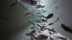 Обзор новой УЗВ Аквафермы