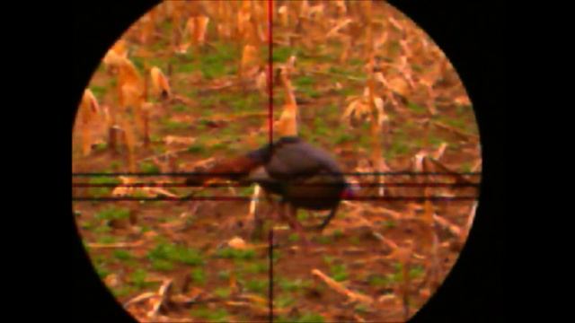 Turkey 5-9-18 with scope camera смотреть онлайн