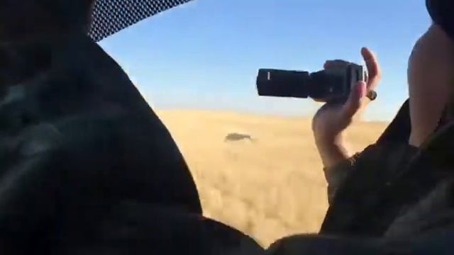 🙂Как охотничьи собаки работают на охоте 👍 смотреть онлайн